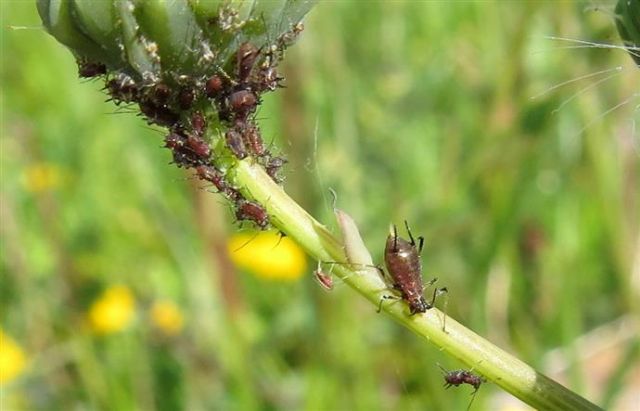 Macrosiphum rosae (Aphididae)